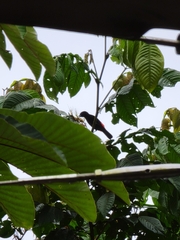 Ramphocelus passerinii