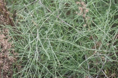 Salsola collina