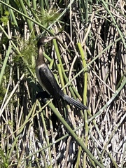 Microcarbo africanus africanus