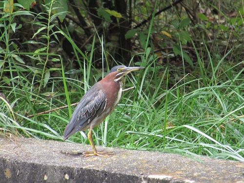 Green Heron photographed in Maryland