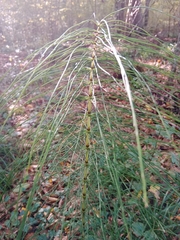Equisetum telmateia telmateia