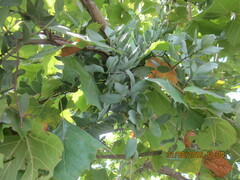 Struthanthus interruptus