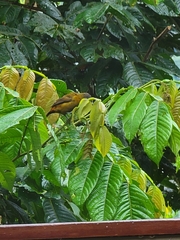 Ramphocelus passerinii