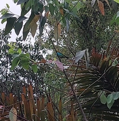 Tangara cyanoventris