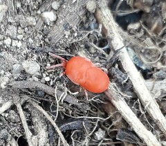 Trombidioidea