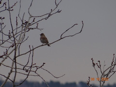 Emberiza leucocephalos
