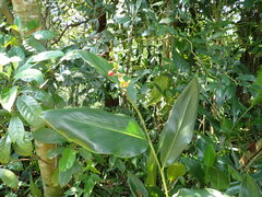 Alpinia intermedia