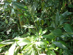Alpinia intermedia