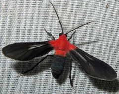 Image of Psoloptera basifulva