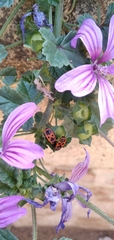 Pyrrhocoris apterus