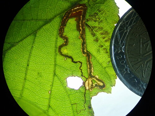 Stigmella floslactella