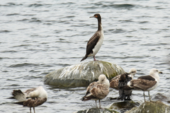Leucocarbo bougainvillii