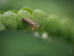 Oxyopes