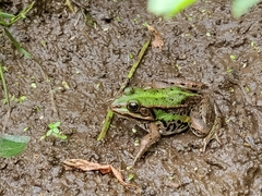 Pelophylax lessonae
