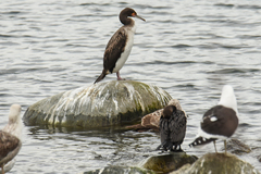 Leucocarbo bougainvillii