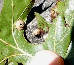 Dryocosmus quercusnotha