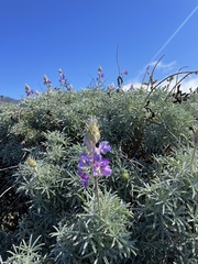 Lupinus albifrons