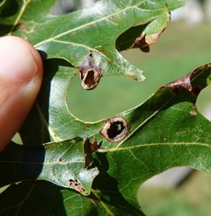 Dryocosmus quercusnotha