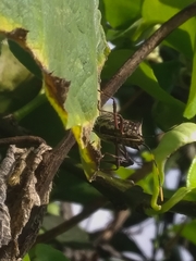 Leptoglossus gonagra