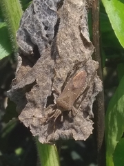 Leptoglossus gonagra