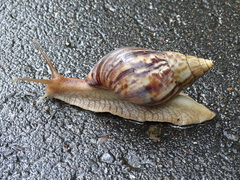 Lissachatina immaculata