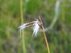 Eriophorum latifolium
