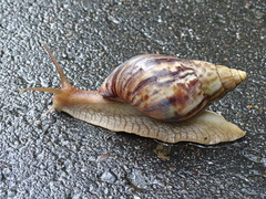 Lissachatina immaculata