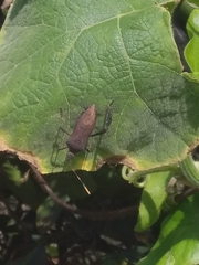 Leptoglossus gonagra