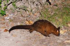 Trichosurus johnstonii