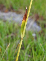 Eriophorum latifolium