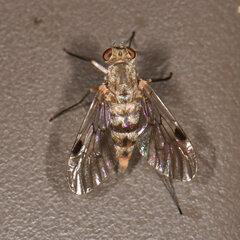 Chrysopilus