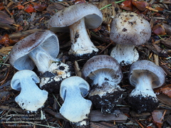 Cortinarius caesiocanescens