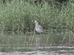 Limosa limosa