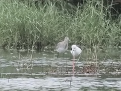 Limosa limosa