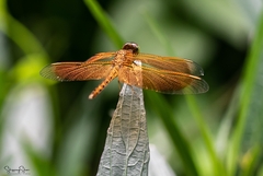 Neurothemis