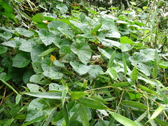 Cissus