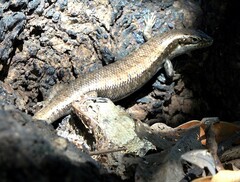 Trachylepis comorensis