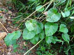 Cissus
