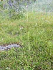Eriophorum latifolium