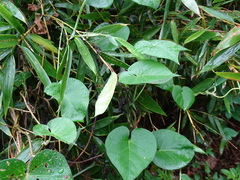 Cissus