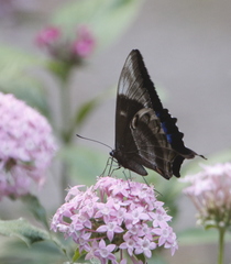 Papilio ulysses