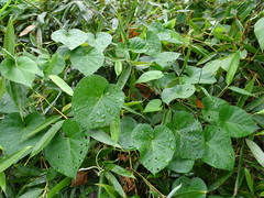 Cissus