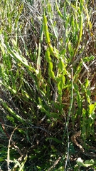 Baccharis trimera