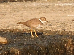 Charadrius placidus