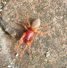 Dysdera