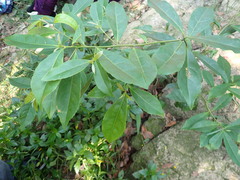 Elaeocarpus decipiens