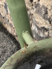 Empusa fasciata