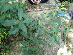 Elaeocarpus decipiens