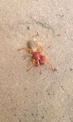 Dysdera