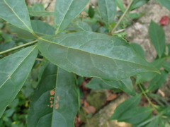 Elaeocarpus decipiens